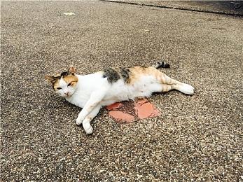 《真女神转生5》恶魔介绍 日本神话女神奇稻田姬